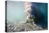 Walrus, Svalbard, Norway-Paul Souders-Stretched Canvas