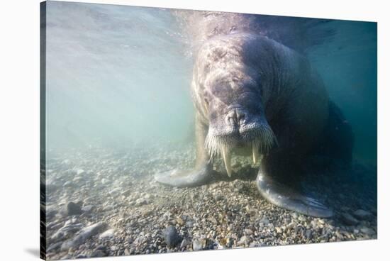 Walrus, Svalbard, Norway-Paul Souders-Stretched Canvas