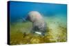 Walrus, Svalbard, Norway-Paul Souders-Stretched Canvas