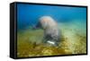 Walrus, Svalbard, Norway-Paul Souders-Framed Stretched Canvas