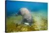 Walrus, Svalbard, Norway-Paul Souders-Stretched Canvas