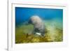 Walrus, Svalbard, Norway-Paul Souders-Framed Premium Photographic Print