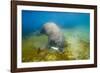 Walrus, Svalbard, Norway-Paul Souders-Framed Premium Photographic Print