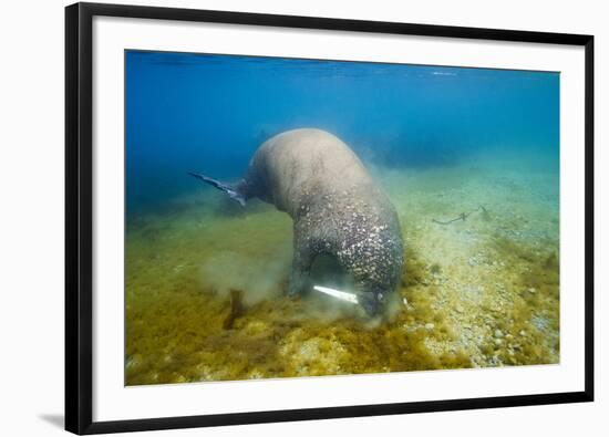 Walrus, Svalbard, Norway-Paul Souders-Framed Premium Photographic Print