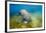 Walrus, Svalbard, Norway-Paul Souders-Framed Premium Photographic Print