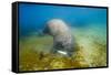 Walrus, Svalbard, Norway-Paul Souders-Framed Stretched Canvas