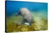 Walrus, Svalbard, Norway-Paul Souders-Stretched Canvas