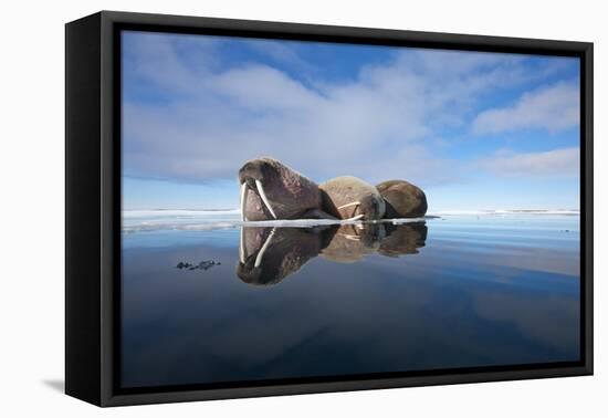 Walrus, Svalbard, Norway-null-Framed Stretched Canvas