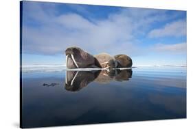 Walrus, Svalbard, Norway-null-Stretched Canvas