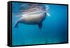 Walrus, Svalbard, Norway-null-Framed Stretched Canvas