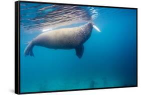 Walrus, Svalbard, Norway-null-Framed Stretched Canvas