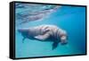 Walrus, Svalbard, Norway-null-Framed Stretched Canvas