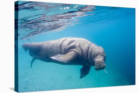 Walrus, Svalbard, Norway-null-Stretched Canvas