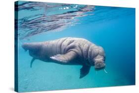 Walrus, Svalbard, Norway-null-Stretched Canvas