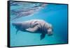 Walrus, Svalbard, Norway-null-Framed Stretched Canvas