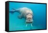 Walrus, Svalbard, Norway-null-Framed Stretched Canvas