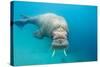 Walrus, Svalbard, Norway-null-Stretched Canvas