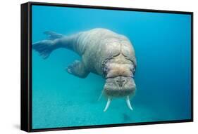Walrus, Svalbard, Norway-null-Framed Stretched Canvas