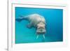 Walrus, Svalbard, Norway-null-Framed Premium Photographic Print