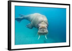 Walrus, Svalbard, Norway-null-Framed Premium Photographic Print