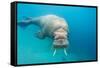 Walrus, Svalbard, Norway-null-Framed Stretched Canvas