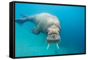 Walrus, Svalbard, Norway-null-Framed Stretched Canvas