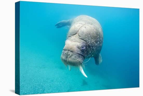 Walrus, Svalbard, Norway-null-Stretched Canvas