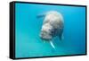 Walrus, Svalbard, Norway-null-Framed Stretched Canvas