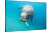 Walrus, Svalbard, Norway-null-Stretched Canvas