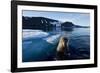 Walrus, Svalbard, Norway-Paul Souders-Framed Photographic Print