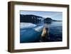 Walrus, Svalbard, Norway-Paul Souders-Framed Photographic Print