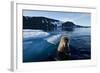 Walrus, Svalbard, Norway-Paul Souders-Framed Photographic Print