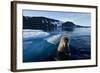 Walrus, Svalbard, Norway-Paul Souders-Framed Photographic Print