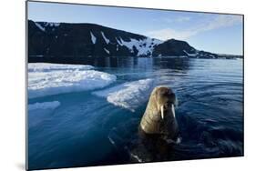 Walrus, Svalbard, Norway-Paul Souders-Mounted Photographic Print