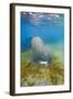 Walrus, Svalbard, Norway-Paul Souders-Framed Photographic Print