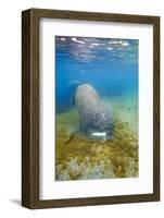 Walrus, Svalbard, Norway-Paul Souders-Framed Photographic Print