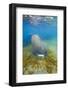 Walrus, Svalbard, Norway-Paul Souders-Framed Photographic Print