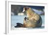 Walrus, Svalbard, Norway-Paul Souders-Framed Photographic Print