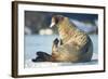 Walrus, Svalbard, Norway-Paul Souders-Framed Photographic Print