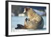 Walrus, Svalbard, Norway-Paul Souders-Framed Photographic Print