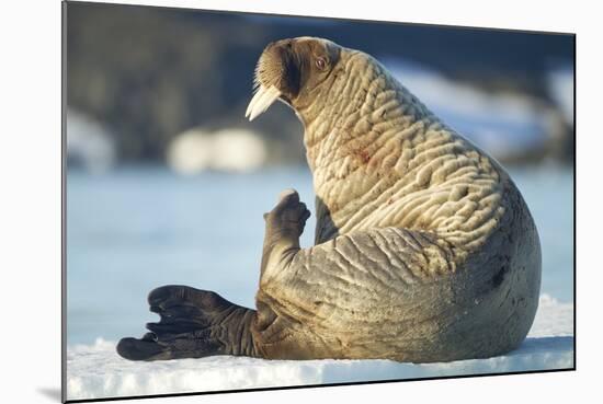 Walrus, Svalbard, Norway-Paul Souders-Mounted Photographic Print