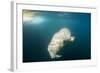 Walrus, Svalbard, Norway-Paul Souders-Framed Photographic Print