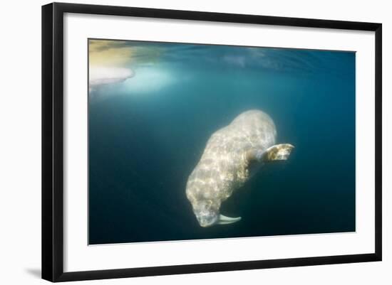 Walrus, Svalbard, Norway-Paul Souders-Framed Photographic Print