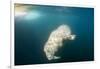 Walrus, Svalbard, Norway-Paul Souders-Framed Photographic Print