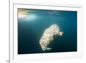 Walrus, Svalbard, Norway-Paul Souders-Framed Photographic Print