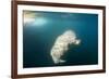 Walrus, Svalbard, Norway-Paul Souders-Framed Photographic Print