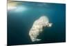 Walrus, Svalbard, Norway-Paul Souders-Mounted Photographic Print