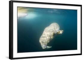 Walrus, Svalbard, Norway-Paul Souders-Framed Photographic Print