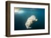 Walrus, Svalbard, Norway-Paul Souders-Framed Photographic Print