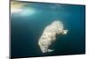 Walrus, Svalbard, Norway-Paul Souders-Mounted Photographic Print